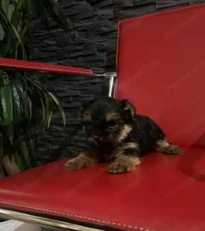 Yorki kisfiú - kép 2