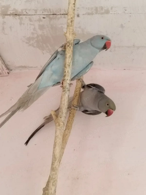 Kis Sándor papagájok! - kép 4