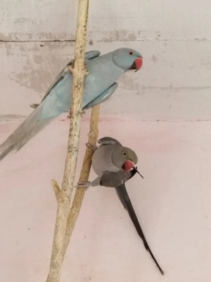 Kis Sándor papagájok! - kép 2