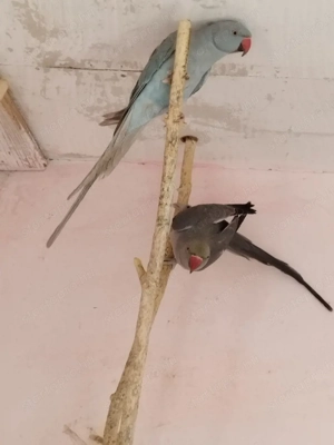 Kis Sándor papagájok!