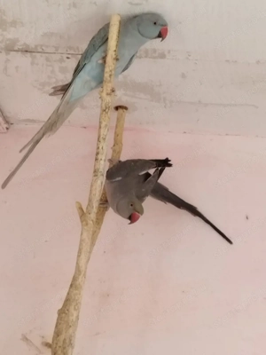 Kis Sándor papagájok! - kép 3