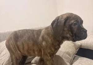 Cane corso kiskutyák  - kép 3
