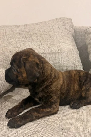 Cane corso kiskutyák  - kép 2