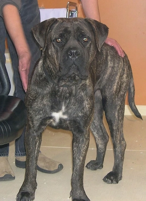 Cane corso kiskutyák  - kép 4