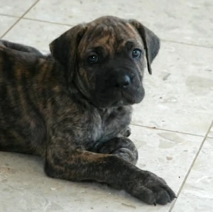 Cane corso kiskutyák 