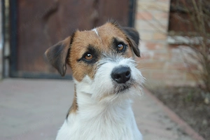 1 éves jack russell terrier kan - kép 3