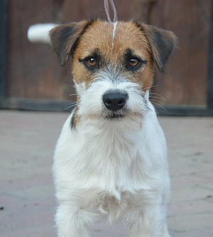 1 éves jack russell terrier kan