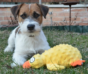 1 éves jack russell terrier kan - kép 5