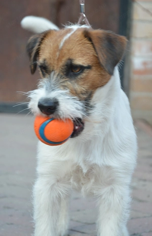 1 éves jack russell terrier kan - kép 4