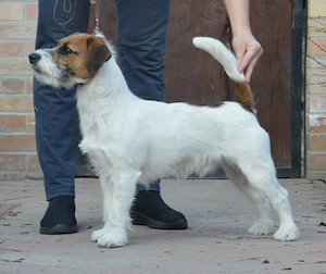 1 éves jack russell terrier kan - kép 2