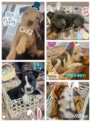 Amerikai Stafford kölykök