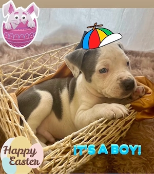 Amerikai Stafford kölykök