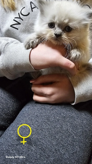 Eladó ragdoll cicák - kép 4