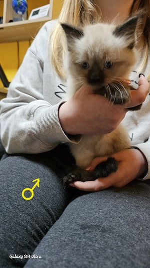 Eladó ragdoll cicák - kép 3