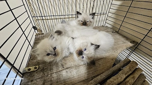 Eladó ragdoll cicák