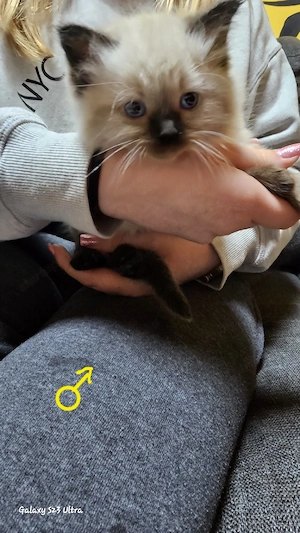 Eladó ragdoll cicák - kép 2