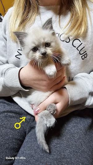 Eladó ragdoll cicák - kép 5