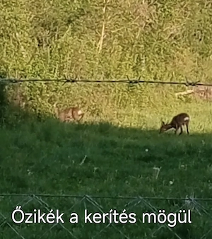 Győrben földszintes, kertkapcsolatos 2021-es építésű lakás eladó, karácsonyi kiköltözéssel - kép 4