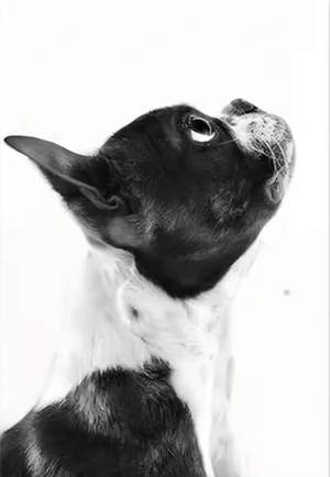 Eladó Boston terrier 