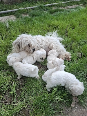 Bichon Havanese kiskutyák - kép 2