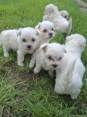 Bichon Havanese kiskutyák - kép 3