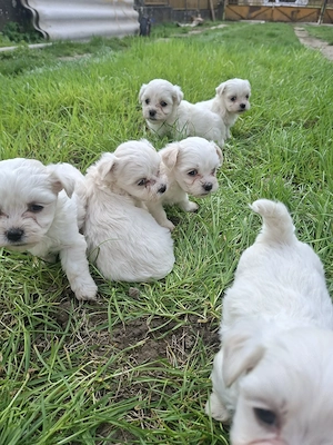 Bichon Havanese kiskutyák - kép 5