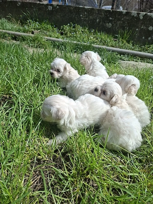Bichon Havanese kiskutyák - kép 4