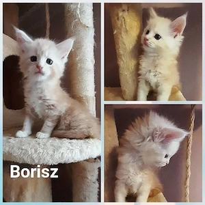 Maine Coon kiscicák