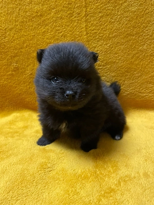 Pomerániai törpespitz - kép 2