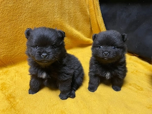 Pomerániai törpespitz - kép 3