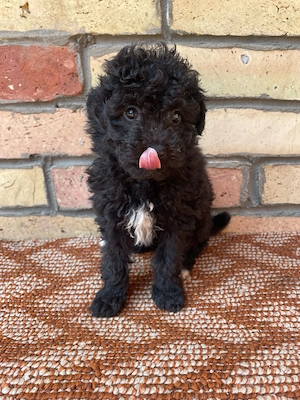 Törpe uszkár kiskutyák  - kép 2