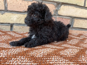 Törpe uszkár kiskutyák  - kép 3