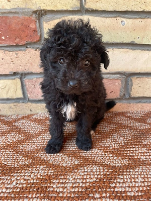 Törpe uszkár kiskutyák 