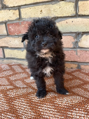 Törpe uszkár kiskutyák  - kép 5