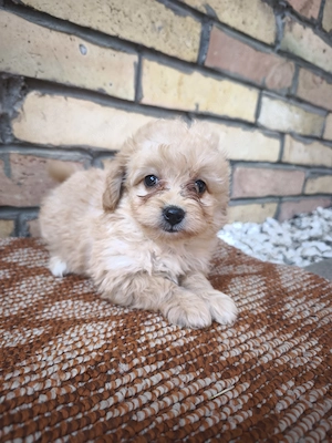 Maltipoo kiskutyák  - kép 3