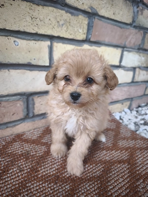 Maltipoo kiskutyák  - kép 5