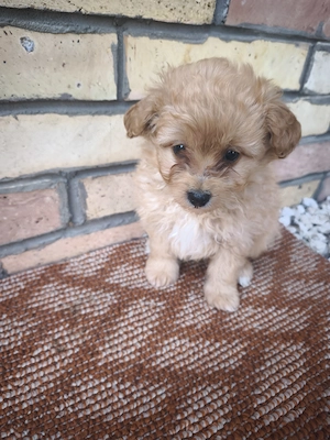 Maltipoo kiskutyák  - kép 6