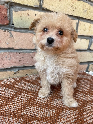 Maltipoo kiskutyák  - kép 2