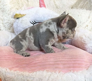 Tündéri francia bulldog merle kislány kék szemekkel - kép 2