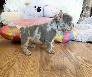 Tündéri francia bulldog merle kislány kék szemekkel - kép 3