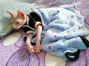 Eladó ivartalanított szfinx cica - kép 4