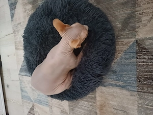 Eladó ivartalanított szfinx cica - kép 2