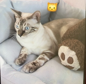 Törzskönyvezett Bengáli cicák  - kép 2