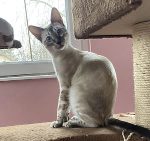 Törzskönyvezett Bengáli cicák  - kép 4