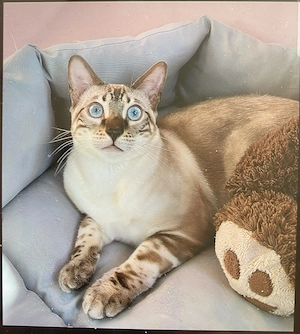 Törzskönyvezett Bengáli cicák  - kép 3