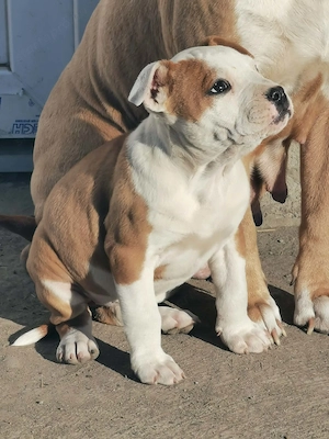 Staffordshire terrier kiskutyák