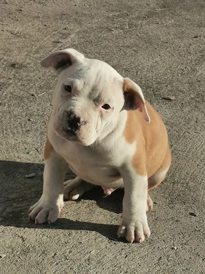 Staffordshire terrier kiskutyák - kép 2