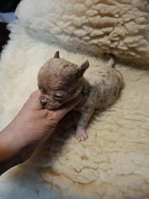 Fajtatiszta csivava babák foglalhatóak. - kép 5