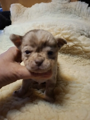 Fajtatiszta csivava babák foglalhatóak. - kép 3