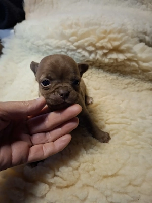 Fajtatiszta csivava babák foglalhatóak. - kép 4